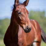 Föl u Houston Am 2025