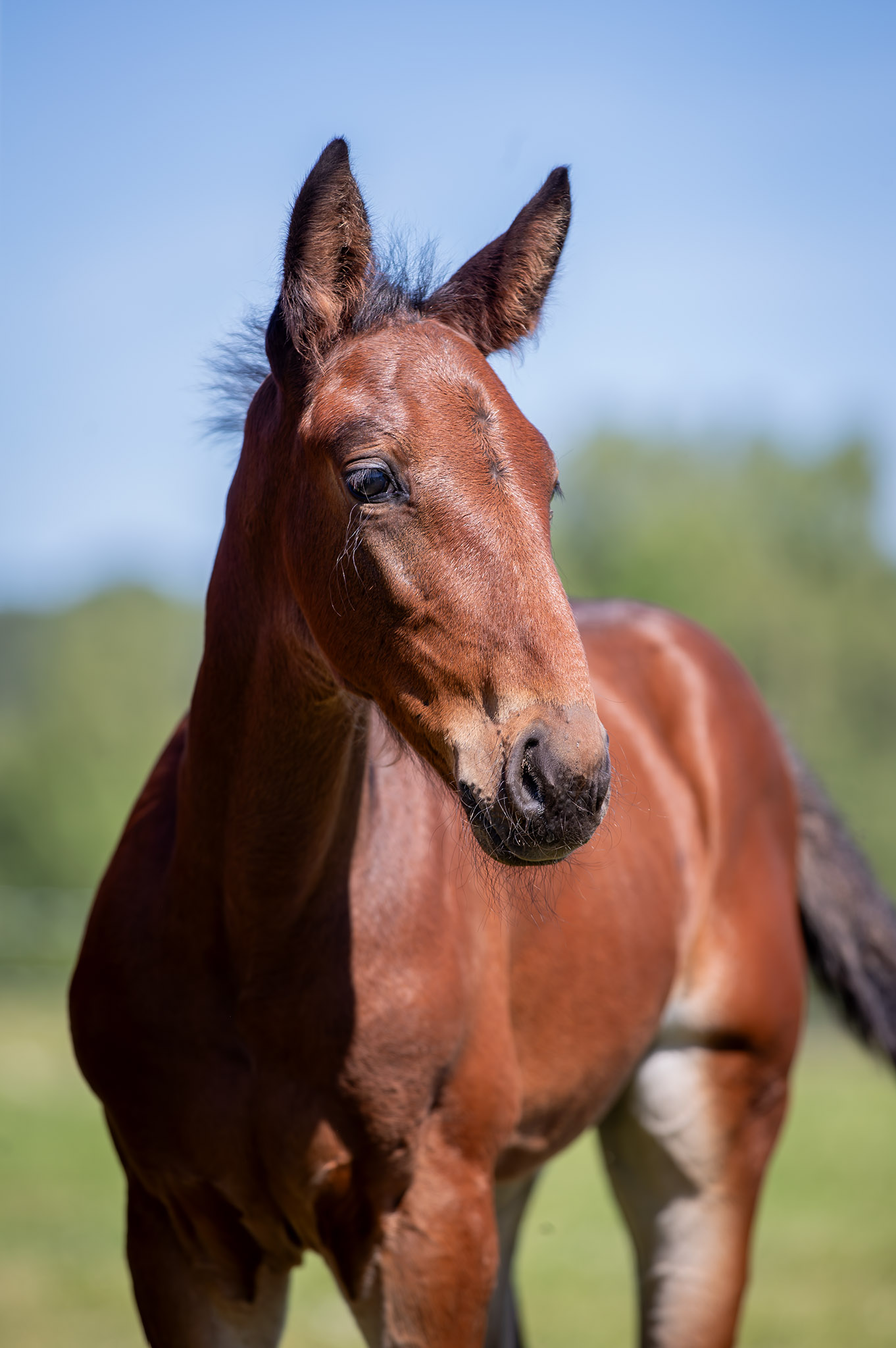 Föl u Houston Am 2025