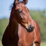 Föl u Houston Am 2025