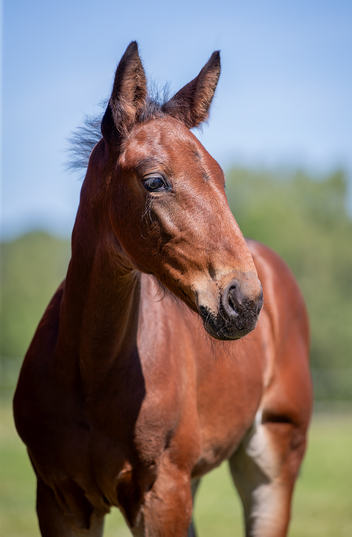 Föl u Houston Am 2025