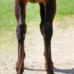 Pamina (Illicid Funds 2025)