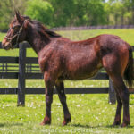 Pamina (Illicid Funds 2025)