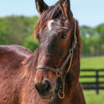 Pamina (Illicid Funds 2025)