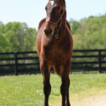 Pamina (Illicid Funds 2025)