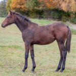 Föl u Imbossible 2025