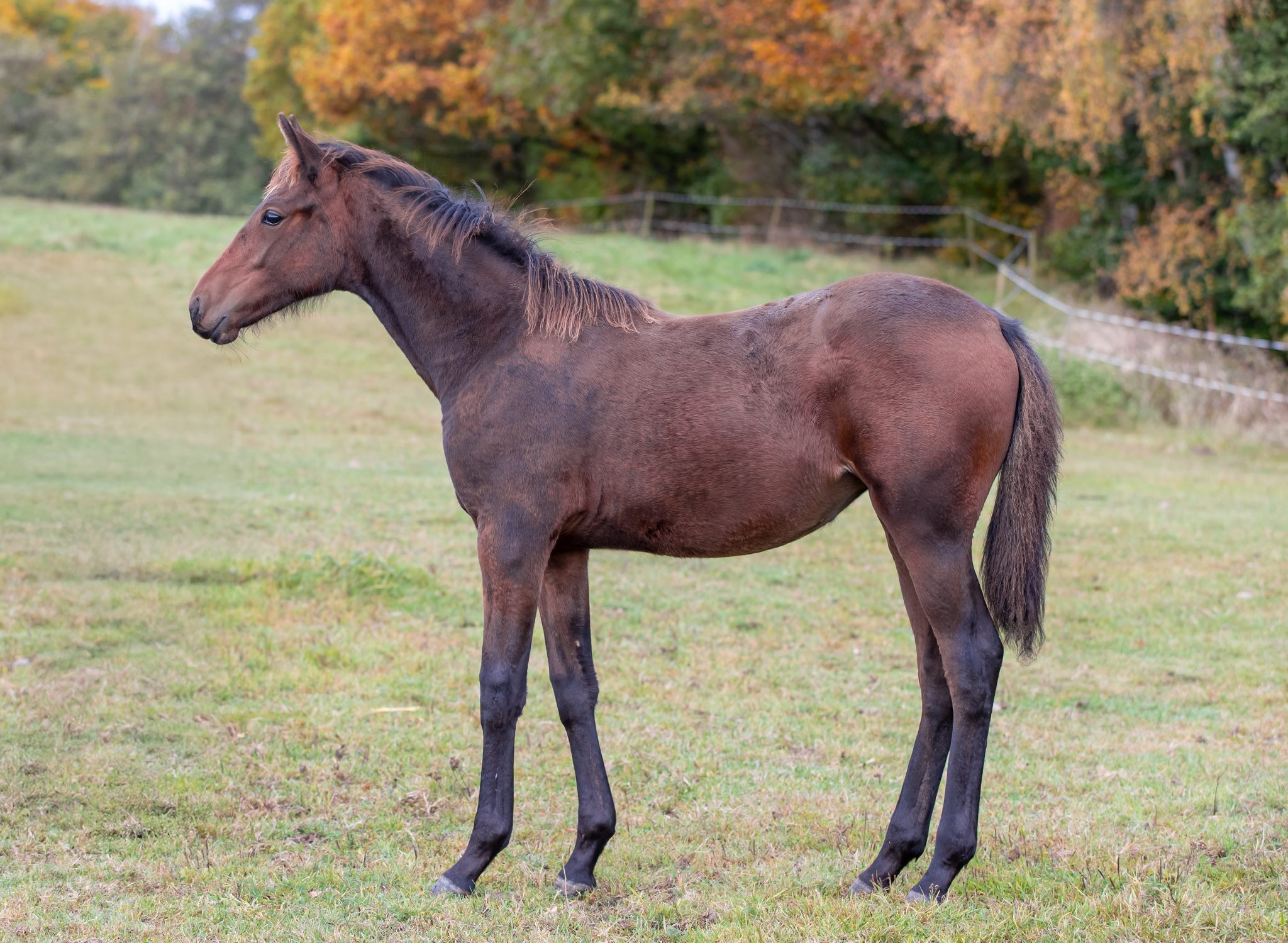 Föl u Imbossible 2025