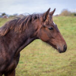 Föl u Imbossible 2025