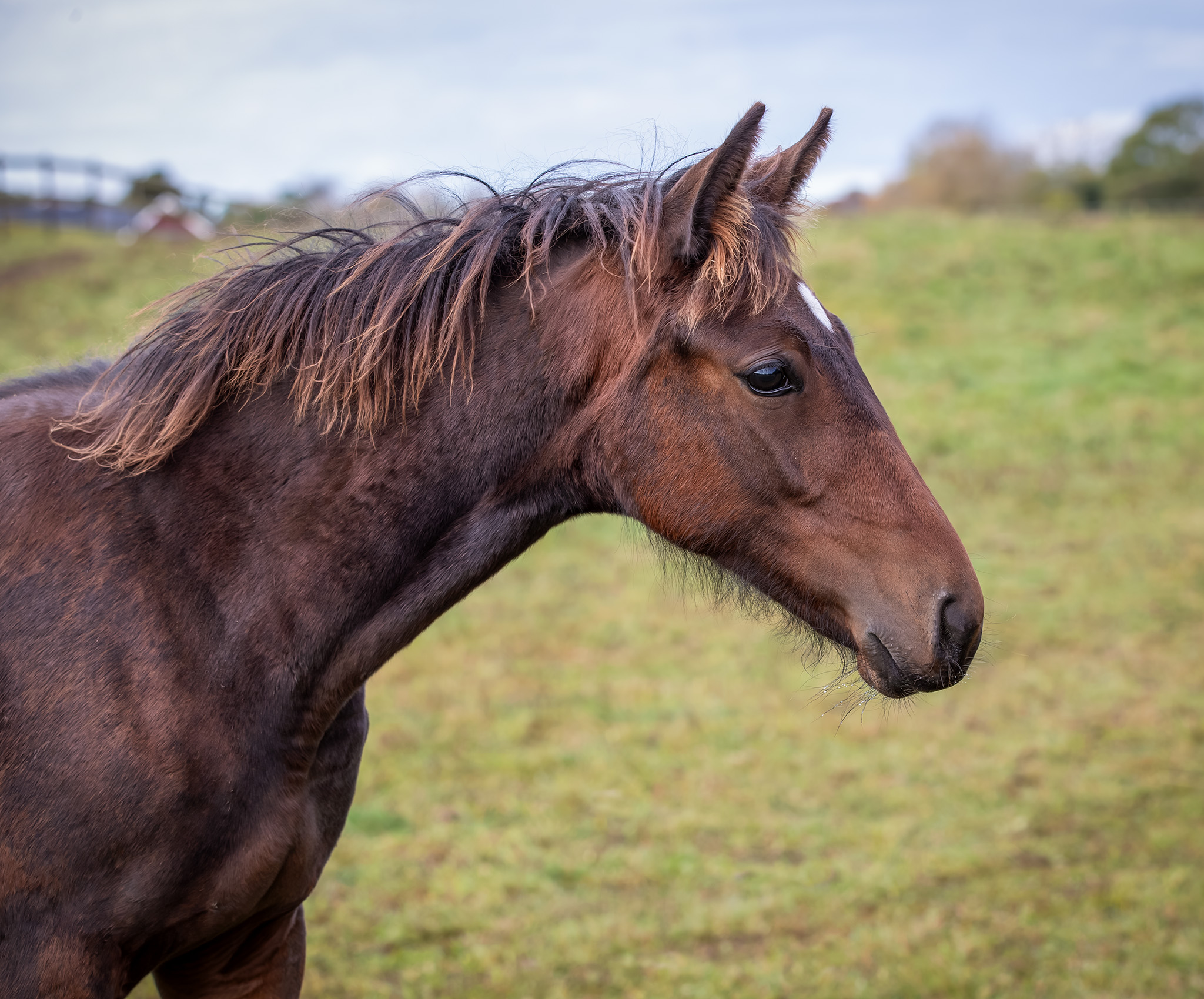 Föl u Imbossible 2025