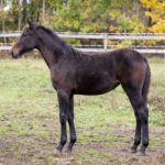 Föl u. Insured Am 2025