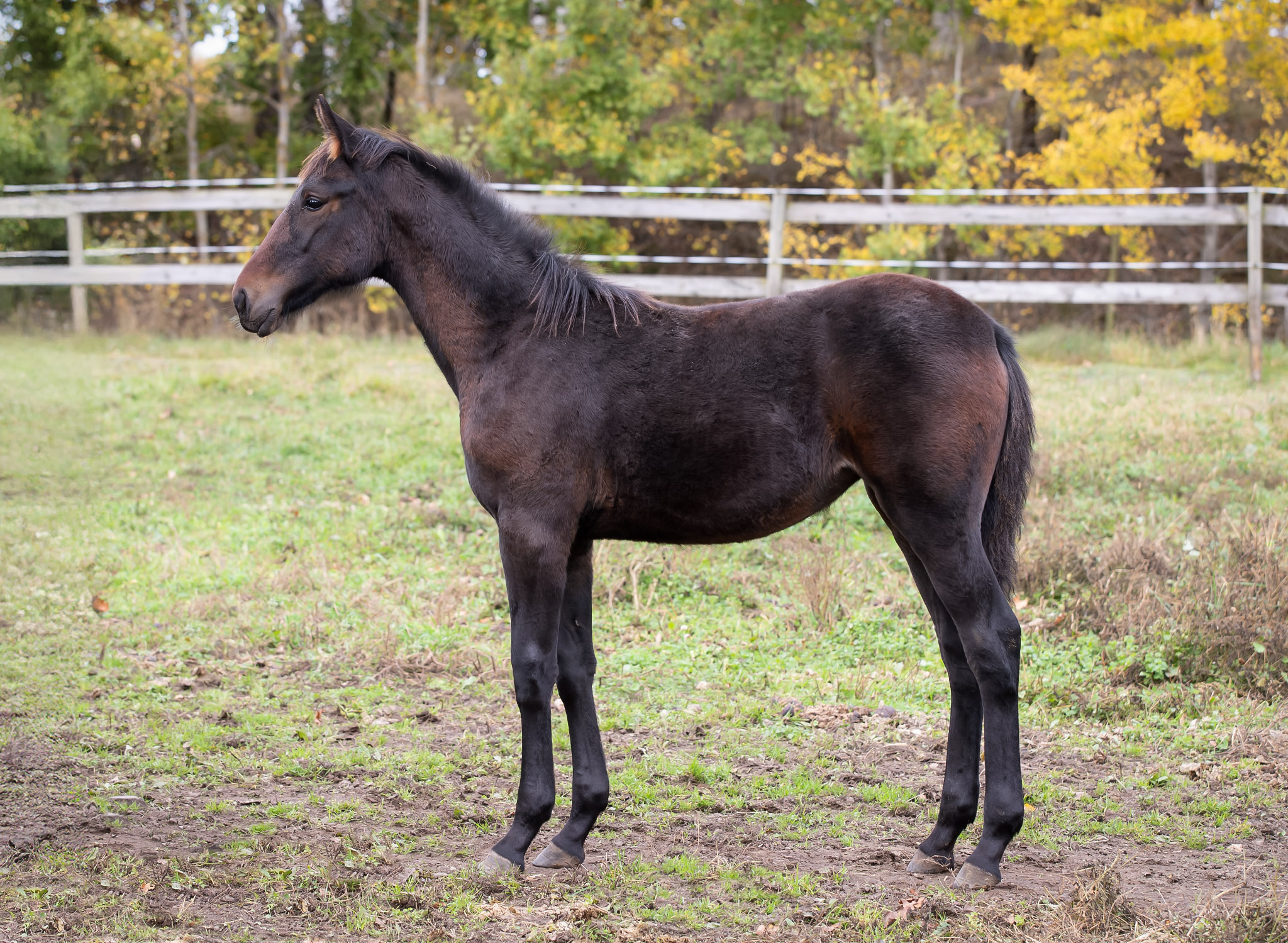 Föl u. Insured Am 2025