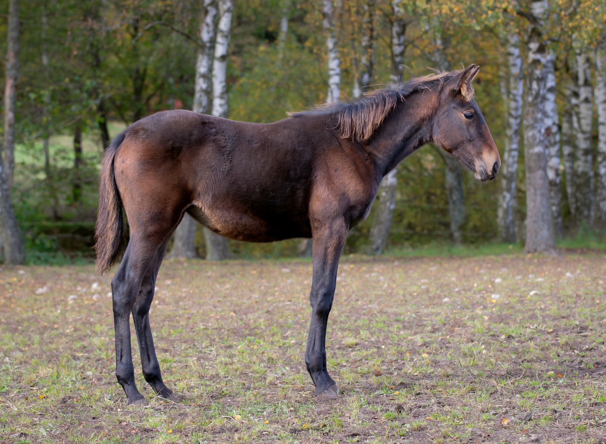 Föl u Jai Alai 2025