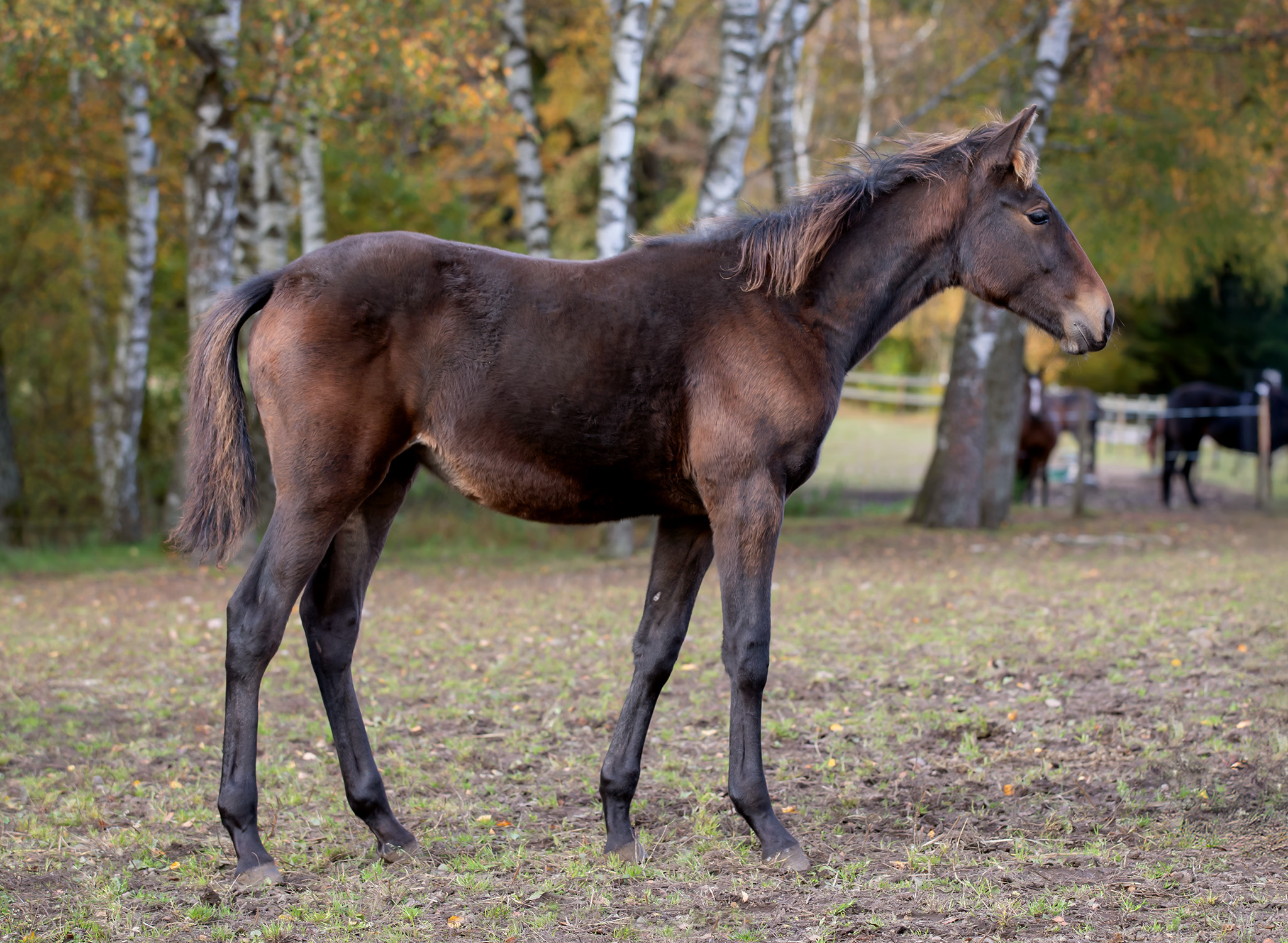 Föl u Jai Alai 2025