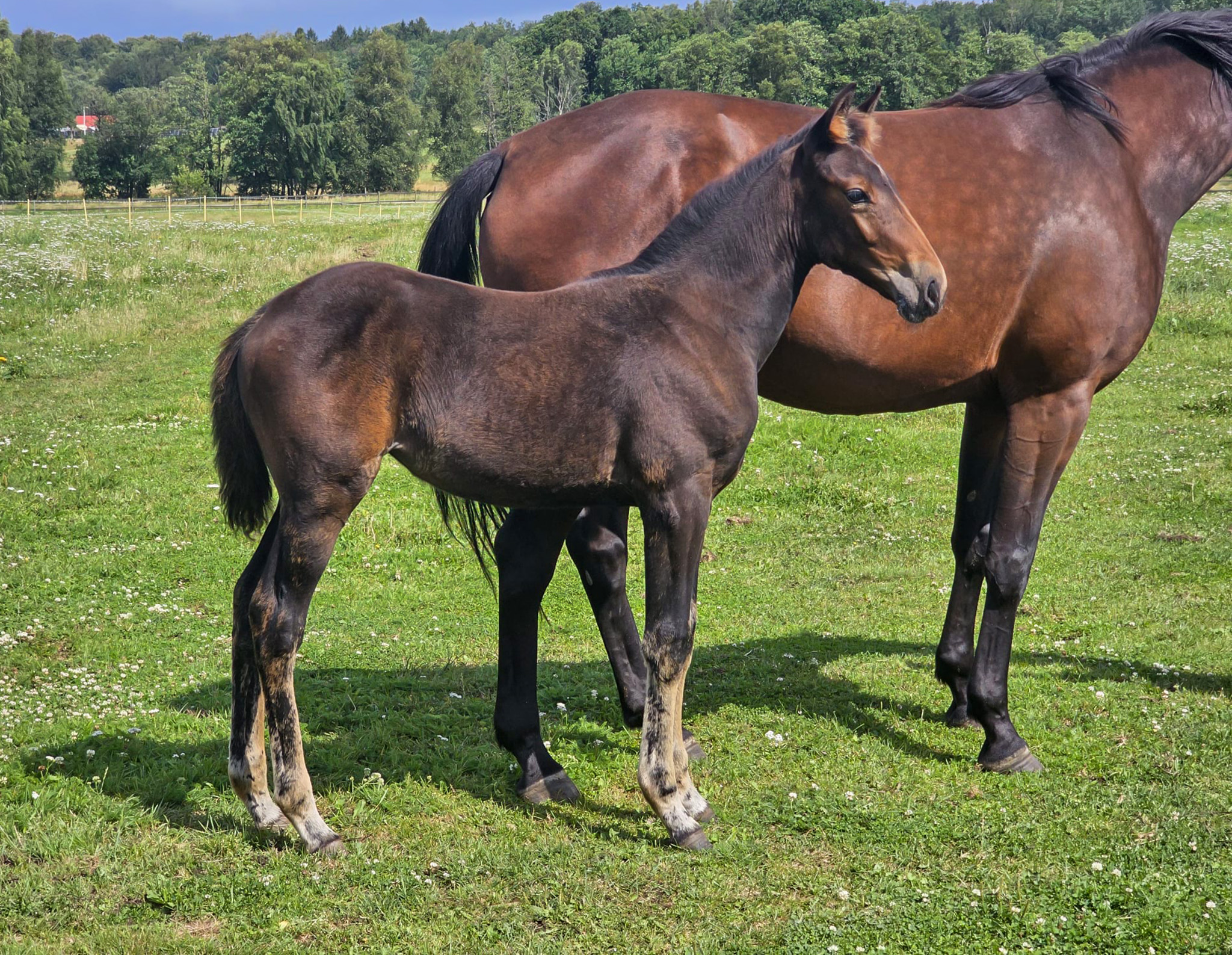 Föl u Jai Alai 2025