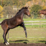 Föl u Princess Face 2025