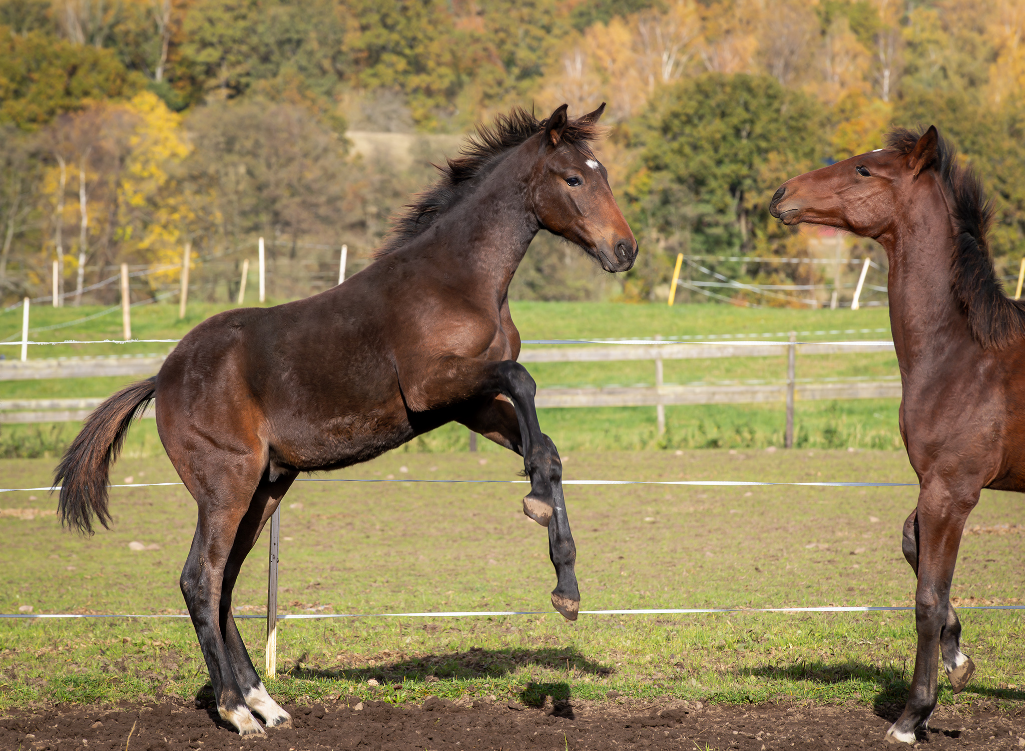 Föl u Princess Face 2025