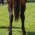 Peyton Play (Peyton Hanover 2025)