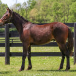 Peyton Play (Peyton Hanover 2025)