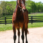 Peyton Play (Peyton Hanover 2025)