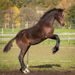 Föl u Princess Face 2025