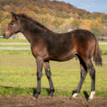 Föl u Princess Face 2025