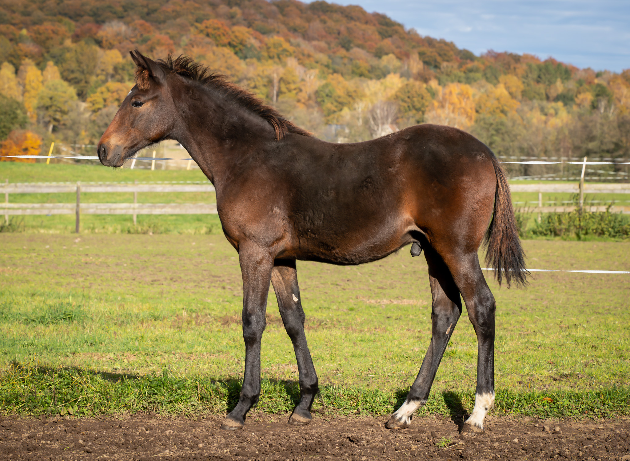 Föl u Princess Face 2025