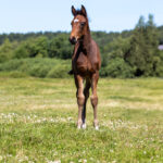 Föl u Princess Face 2025