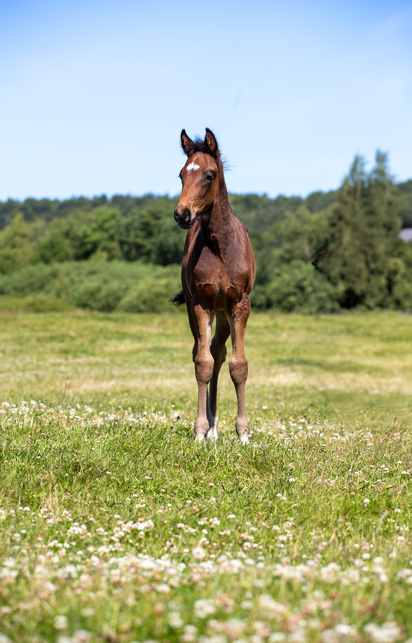 Föl u Princess Face 2025