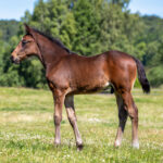 Föl u Princess Face 2025