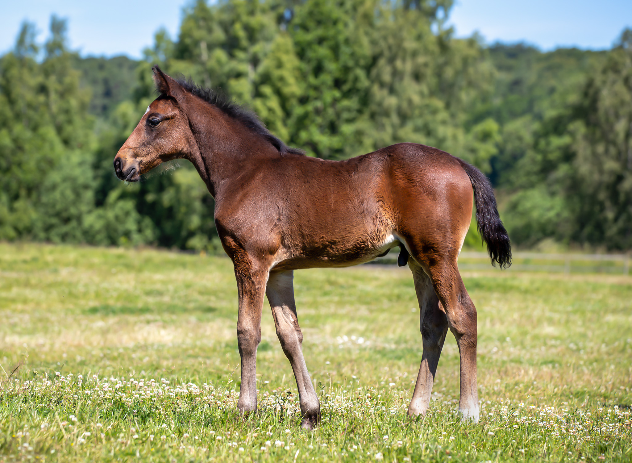 Föl u Princess Face 2025