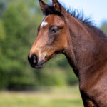 Föl u Princess Face 2025