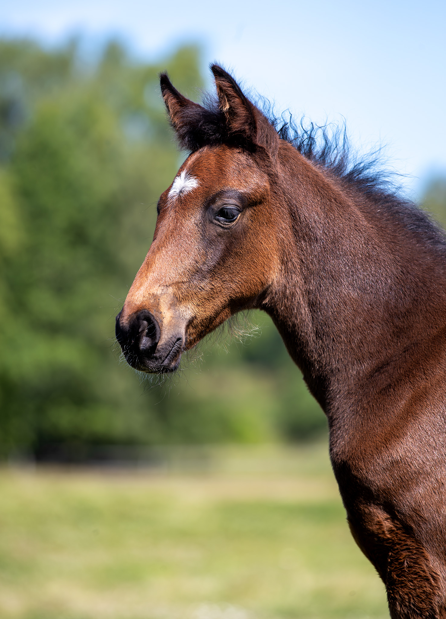 Föl u Princess Face 2025