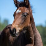 Föl u Princess Face 2025