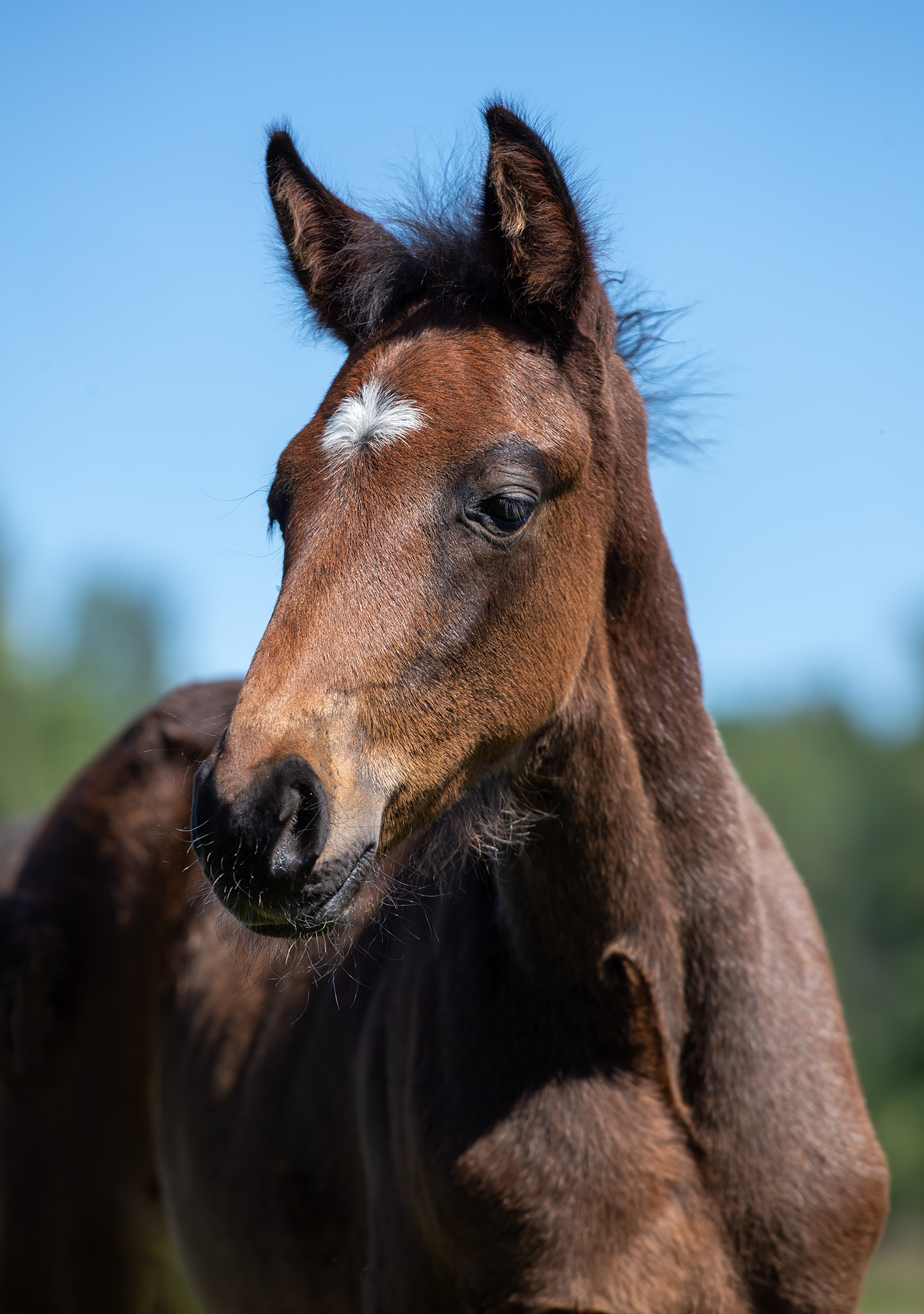 Föl u Princess Face 2025