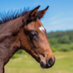 Föl u Princess Face 2025