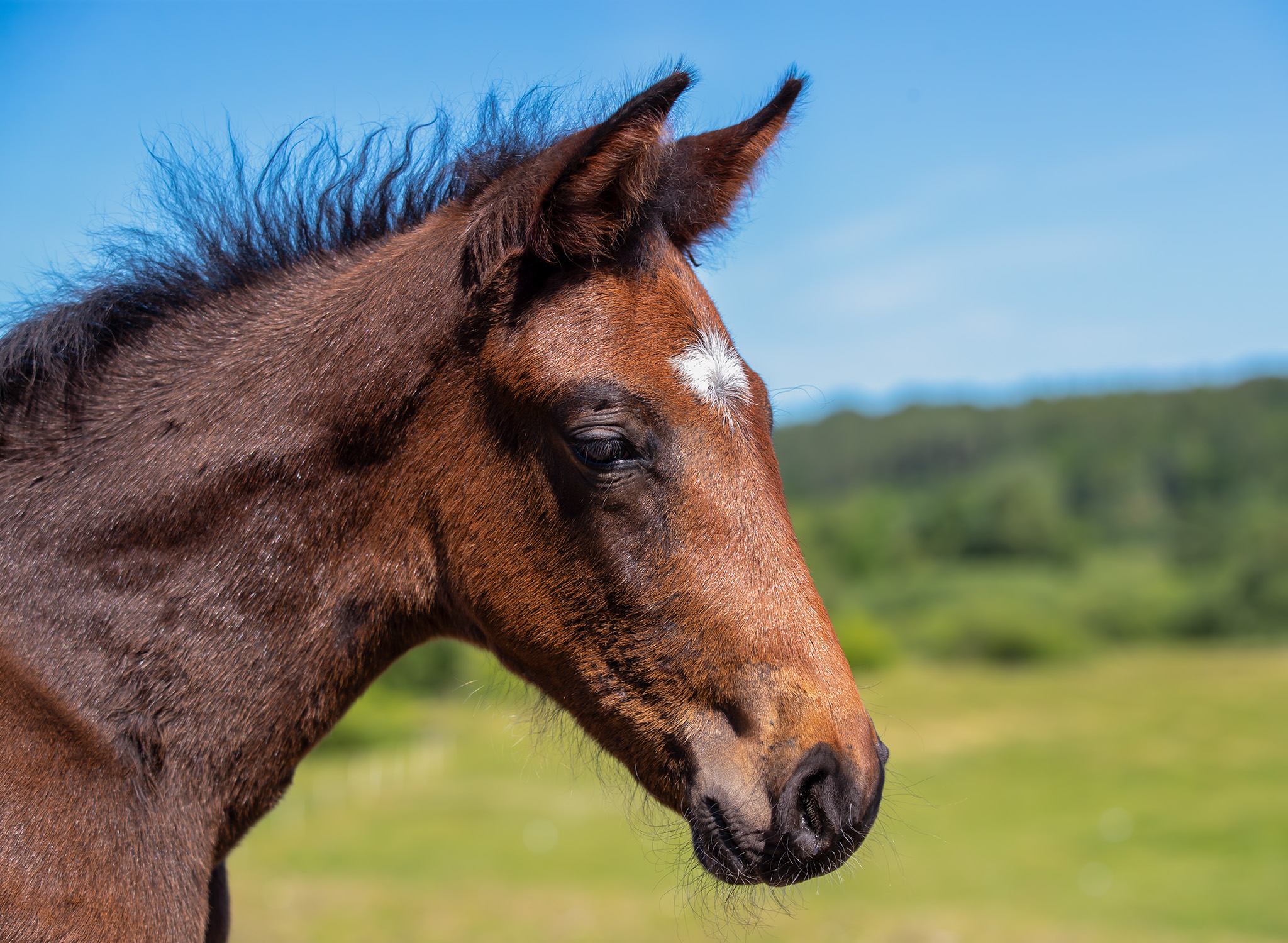 Föl u Princess Face 2025