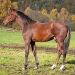 Föl u Une Etoile Gar 2025