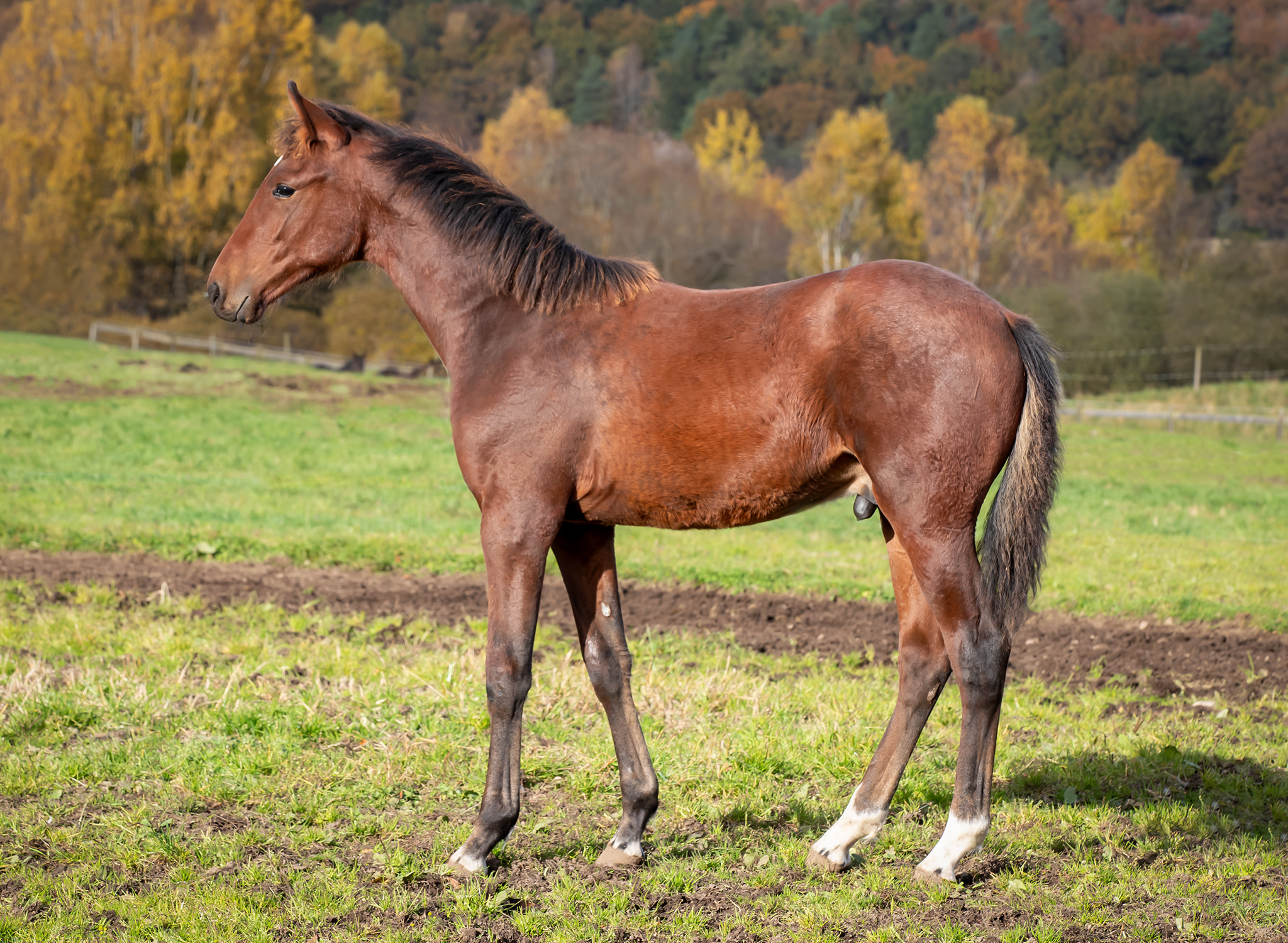 Föl u Une Etoile Gar 2025