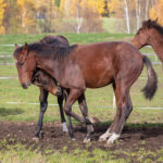 Föl u Une Etoile Gar 2025