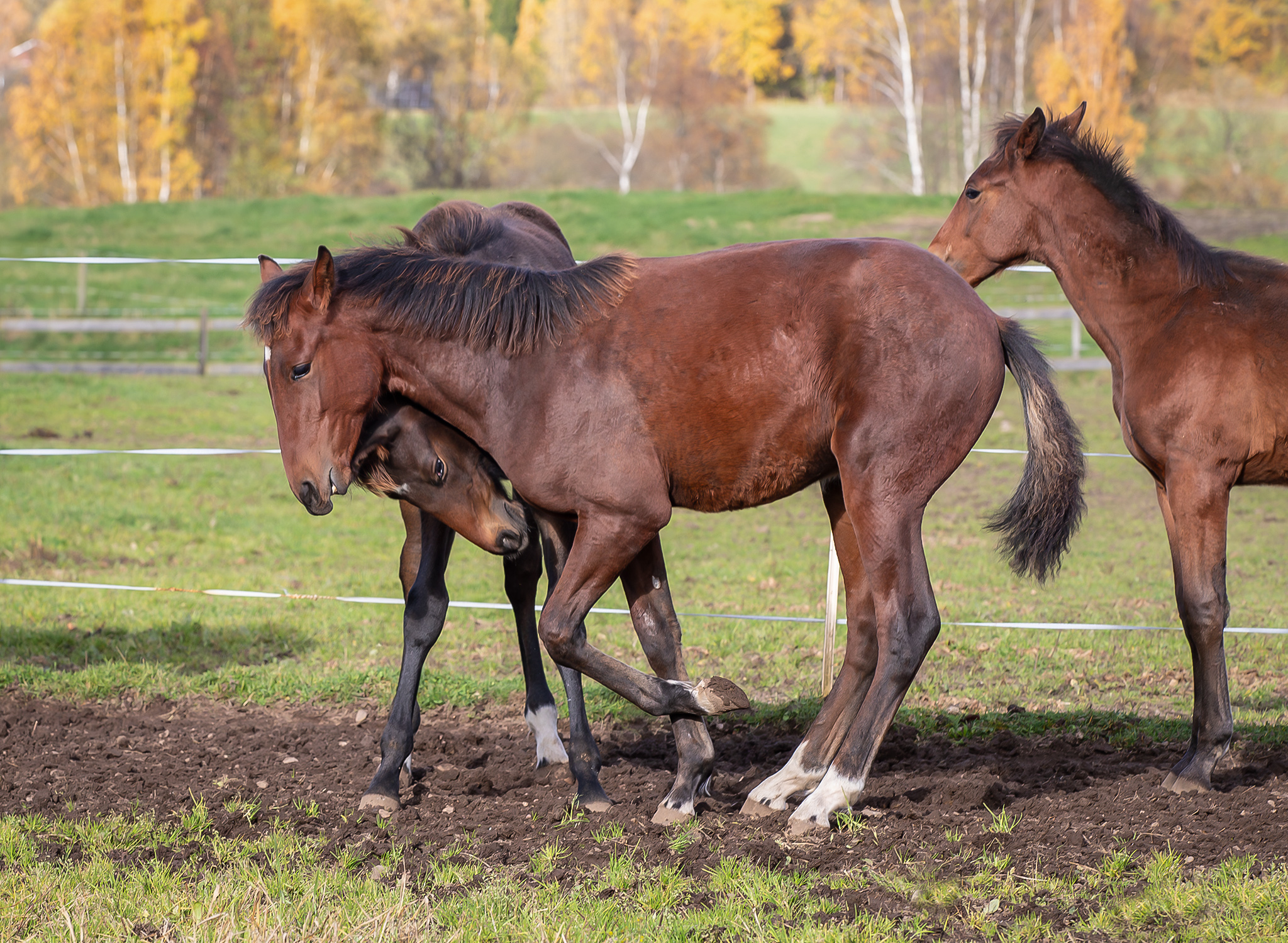 Föl u Une Etoile Gar 2025