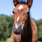 Föl u Wicked Little Minx 2025