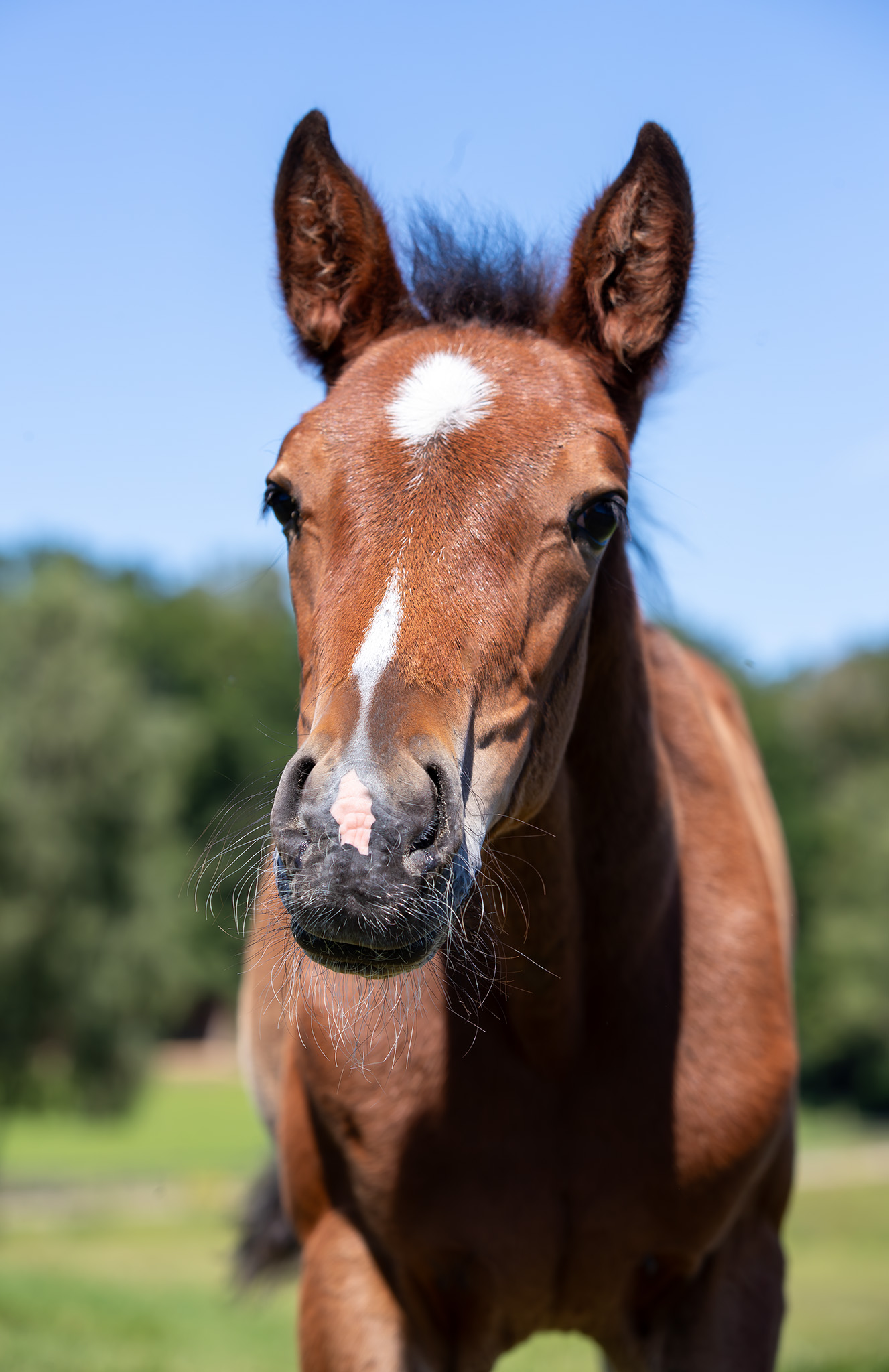 Föl u Wicked Little Minx 2025