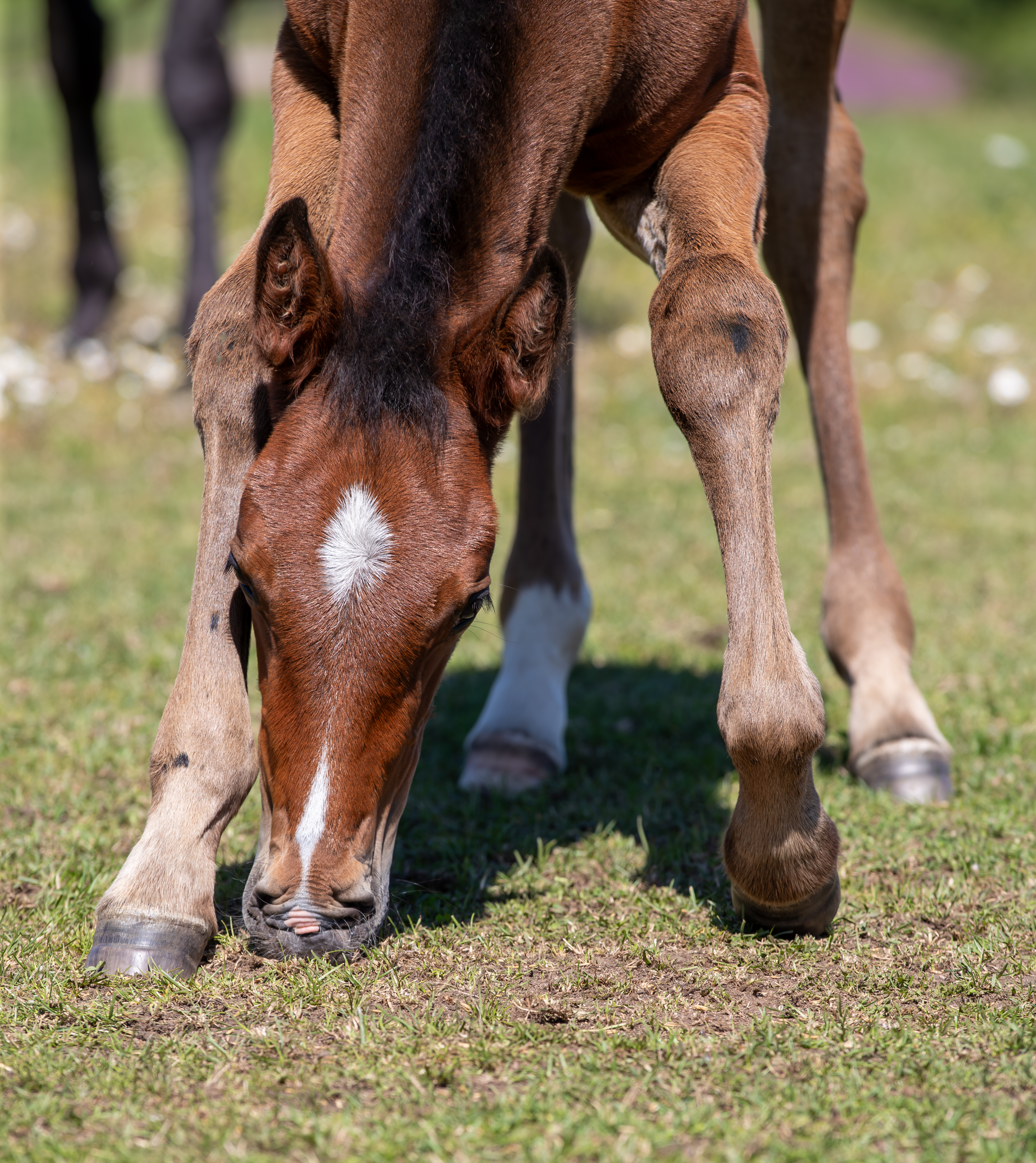 Föl u Wicked Little Minx 2025