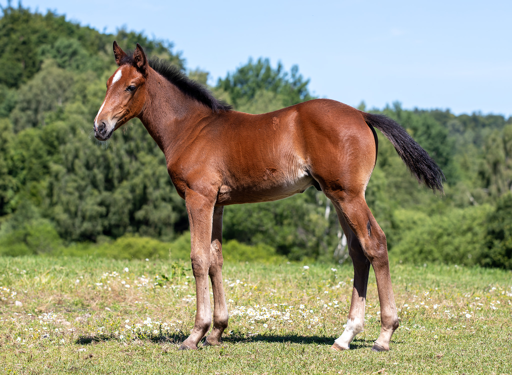 Föl u Wicked Little Minx 2025