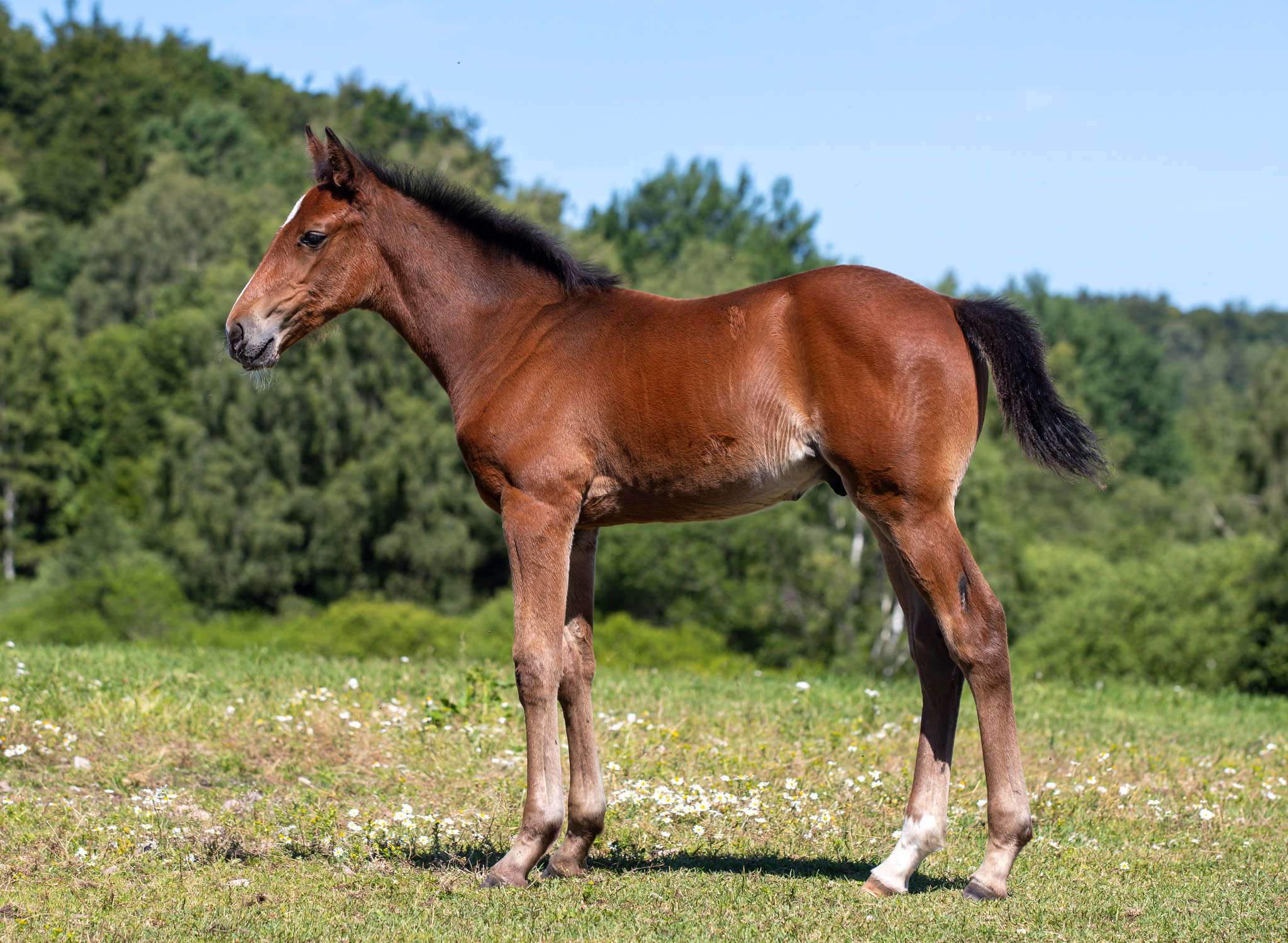 Föl u Wicked Little Minx 2025