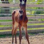 P 18 Föl u Landaluci