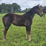 Föl u. Insured Am 2025