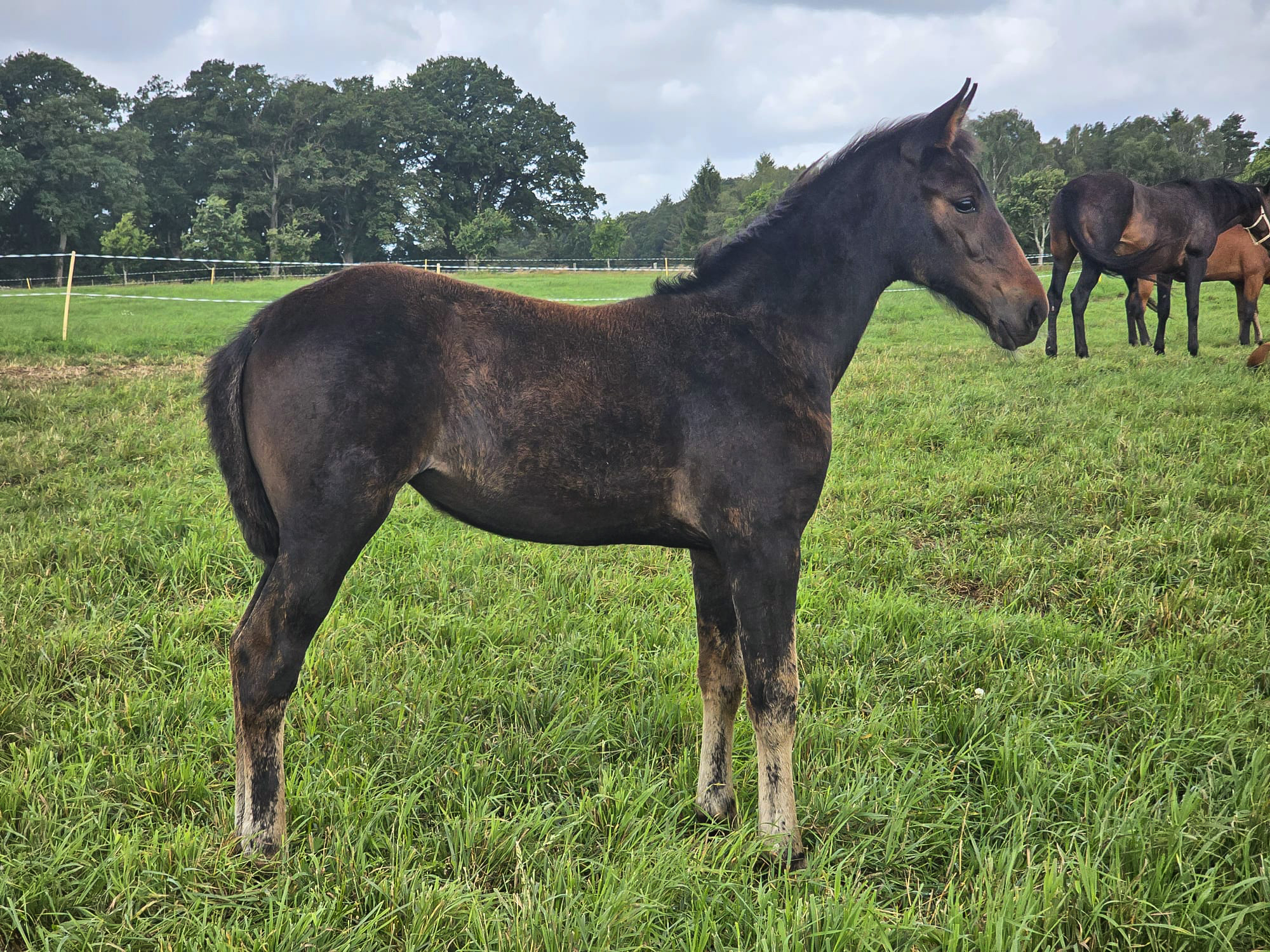 Föl u. Insured Am 2025