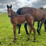 P 28 föl u Some Fancy Filly 2025