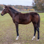 Föl u Landaluci 2025 Pragmatic Luci