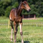 Föl u Gazelle Am 2025